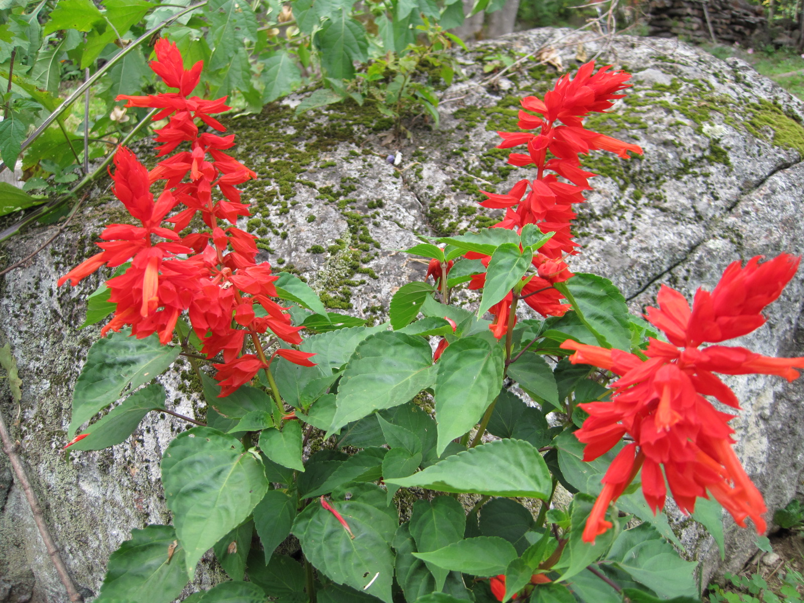 red salvia flowers